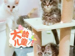 -70cat德文卷毛猫·缅因猫纯种猫舍