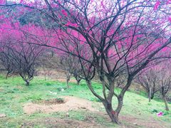 -新建村梅花