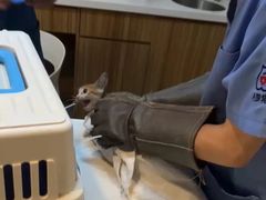 -御宝贝·A梦猫科宠物医院(国际猫友好医院)