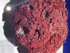 -贝壳王国博物馆