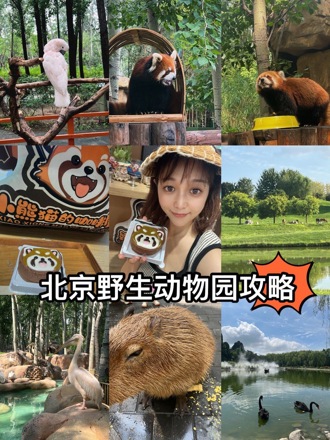 北京野生动物园一日游攻略