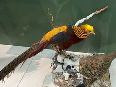 -国家自然博物馆