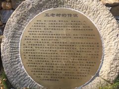 -千年银杏谷文化旅游区