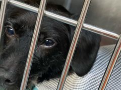 -瑞派天使宠物医院·神经外科·骨科·核磁(洛川中路店)