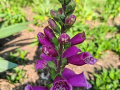 -国家植物园南园