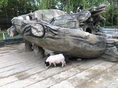 -都江堰玫瑰花溪谷