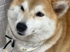 -柴务处·柴犬主题狗咖