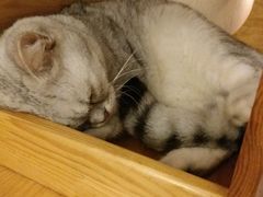 -猫友咖啡店(玉林西路店)