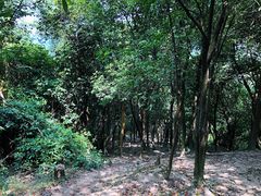 -火炉山森林公园