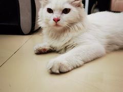 -纳吉亚猫专科动物诊疗中心(蒋宅口分院)