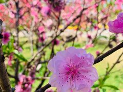 -广州莲花山旅游区