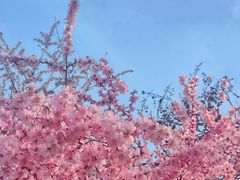 -桃花堤公园