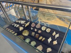 -上海海洋大学鱼文化博物馆(军工路校区)