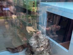 -FAELING PETS美天灵宠物(合生汇店)