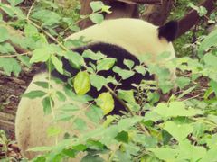 景点-成都大熊猫繁育研究基地