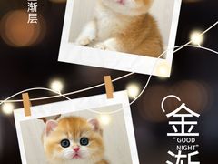 -70cat德文卷毛猫·缅因猫纯种猫舍