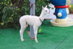 -萌宠亲子动物乐园(槐房万达店)