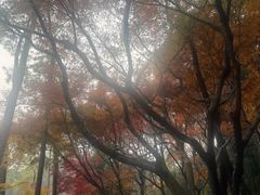 -灵顺寺