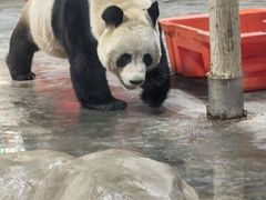 -栾川竹海野生动物园