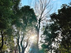 -金沙湖公园