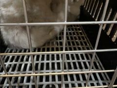 -宠颐生斯嘉宠物医院·急重症·心内科(谷阳北路分院)