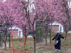 -三圣花乡旅游区