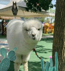 -萌宠亲子动物乐园(槐房万达店)