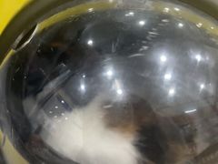 -芭比堂动物医院(广州爱宠下渡路分院)