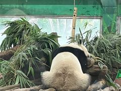 -广州动物园