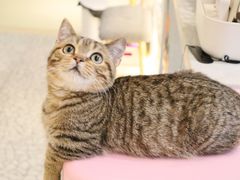 -momokira米努特·德文卷毛猫·棉花面纱犬