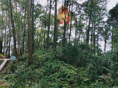 -三水森林公园
