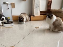 -Catmate·猫肥家润(金润铂宫店)