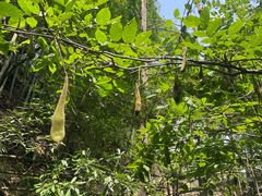 -东天目山风景区