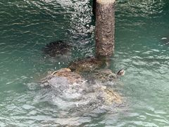 -广东惠东海龟国家级自然保护区