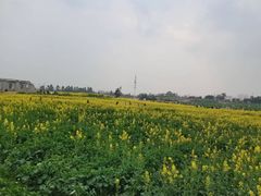 -三圣花乡旅游区