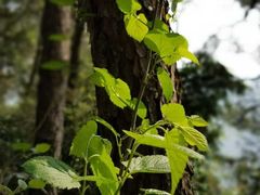 -铁山坪森林公园