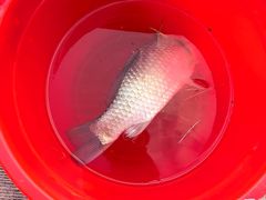 -福建鲤鱼洲酒店