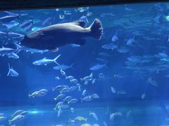 -海合安武汉极地海洋公园