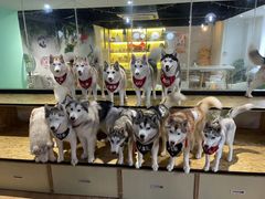 -Husky Go! 哈士奇体验馆·宠物咖啡厅狗咖