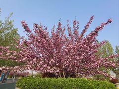 -郑州方特梦幻王国