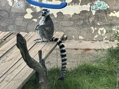 -青藏高原野生动物园