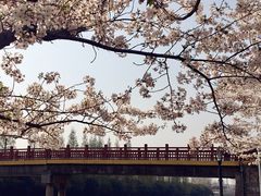 -高东镇樱花园