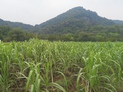 -八卦田遗址公园