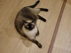 -有猫主题·治愈系猫咖(曾厝垵店)