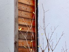 -Willing·Coffee&Brunch&Dinner(万达店)