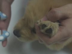 -宠颐生汉谟拉比宠物医院