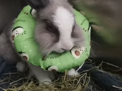 -爱诺耐芙动物医院(万博店)