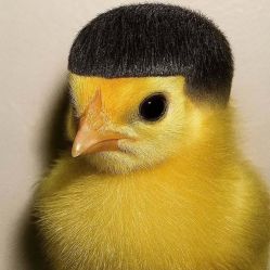 -BEAUTY HAIR GANO