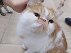 -安格丽娜·狗咖·猫咖羊驼咖(春熙路百盛商场店)
