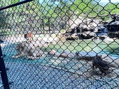 -北京野生动物园